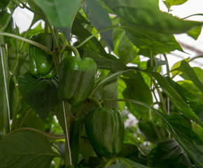Big ripe sweet green bell peppers, paprika, growing in glass greenhouse, bio farming in the...