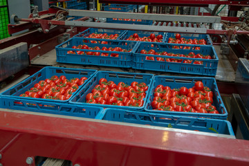 Sorting and packaging line of fresh ripe red tomatoes on vine in Dutch greenhouse, bio farming in Europe