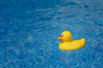 yellow rubber duck in blue swimming pool