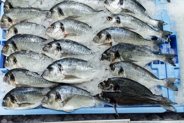 dorado fish on ice tray