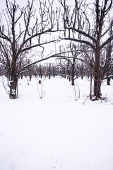 Snowy landscape in Zaragoza countryside Spain