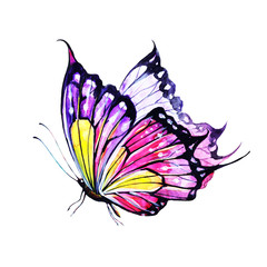 butterfly,watercolor,on a white