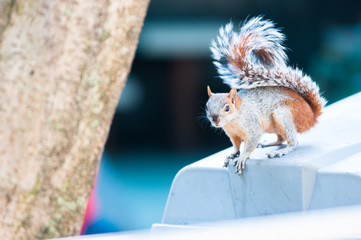 Chipmunnk