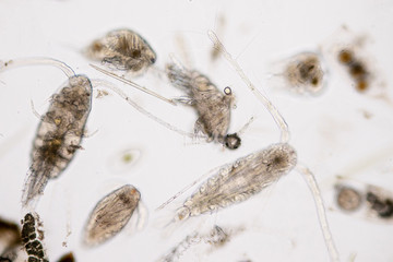 Copepod (Zooplankton) are a group of small crustaceans found in marine and freshwater habitat.