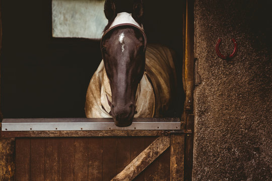 Horse standing in stable