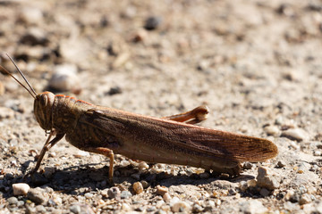 Grasshopper