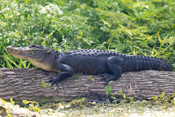 Ameican Alligator