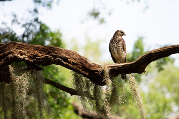 Red Shouldered Hawk