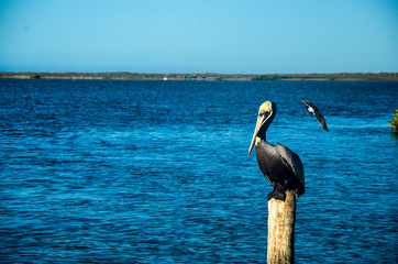 Obraz premium Scenics from the beaches of the sea of cortez, where the desert meets the sea, Baja California sur Mexico.