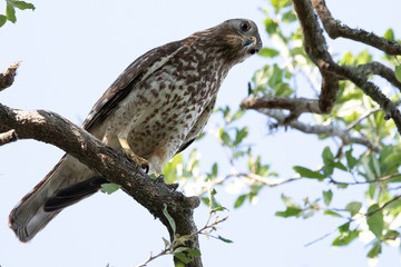 Red Shouldered Hawk