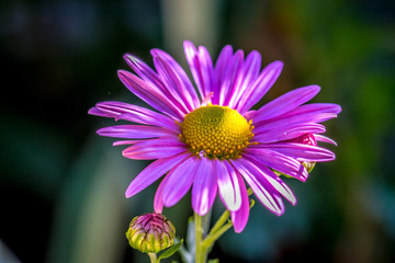 Macro of a pair of pink Aster flowers blooming in the shade of the garden.