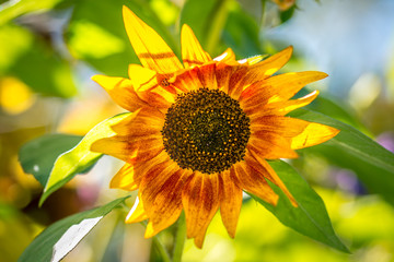 Obraz premium Brilliant yellow and orange sunflower blooms in the garden glow in the bright summer sunshine, with a shallow depth of field.
