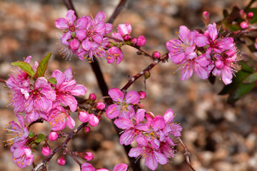 一重の庭桜（ヒトエノニワザクラ）/庭梅に似ているが桜の仲間。木が大きくならず日本の庭に適している。