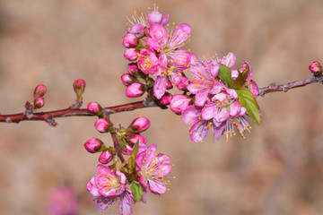 一重の庭桜（ヒトエノニワザクラ）/庭梅に似ているが桜の仲間。木が大きくならず日本の庭に適している。