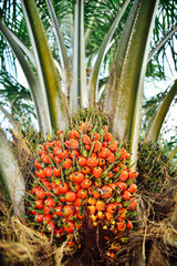 Ripe oil palm fruits, waiting to be harvested.