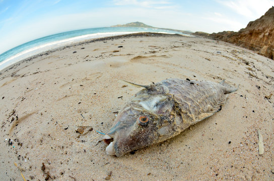 Dead fish washed ashore after a hurricane