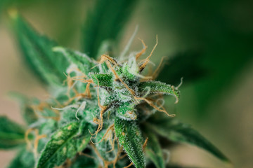 cannabis, with sugar trichomes cbd thc shot Macro buds of medicinal marijuana . Concepts of...