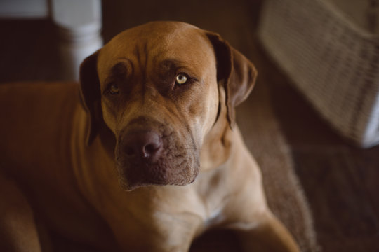 Portrait of dog sitting on floor at home