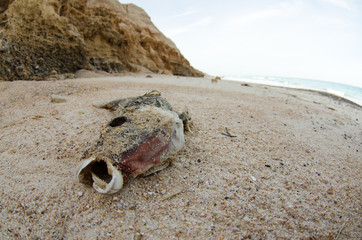 Dead fish washed ashore after a hurricane