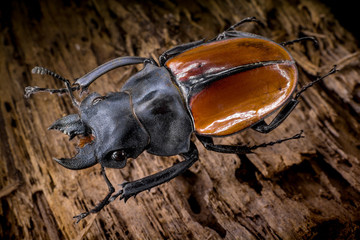 odontolabis gazella black background