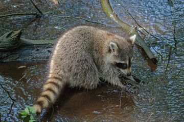 Raccoon