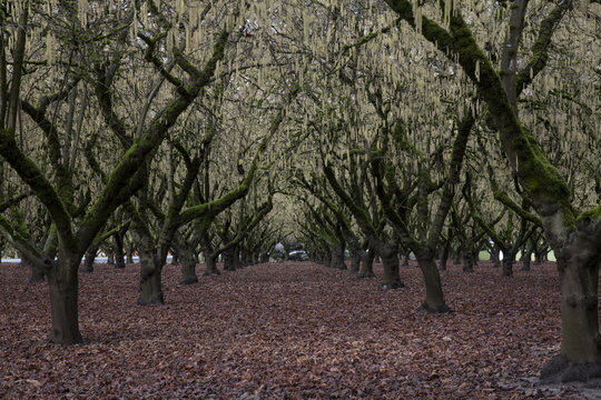 Rows of Hazelnut Trees in Bloom in Orchard, Rich Soil, Selective Focus Soft Focus Blur, Early Spring, Daytime – Willamette Valley, Oregon