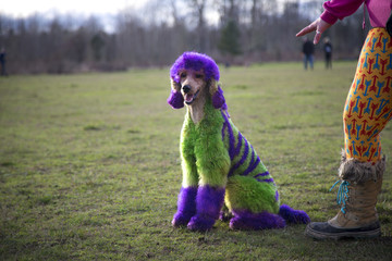 Standard poodle with fur dyed wild colors