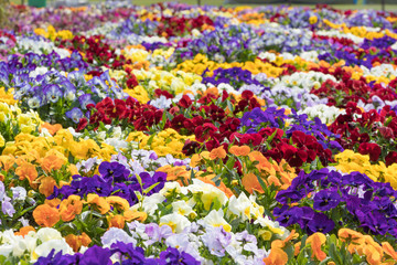 カラフルに咲き乱れるパンジー　春イメージ