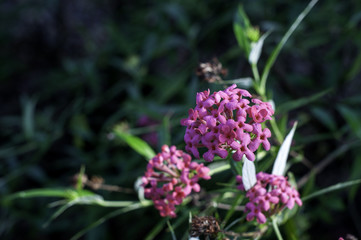 Small Pink Flowers