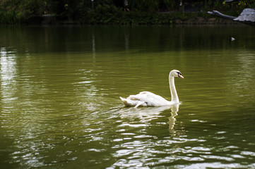 White Swan in Garden Pond