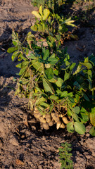 Harvesting peanut in the field