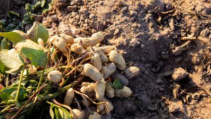 Harvesting peanut in the field
