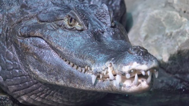 Alligator is close-up frozen and look at the camera slow motion
