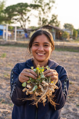 Farmer harvesting peanut in the field