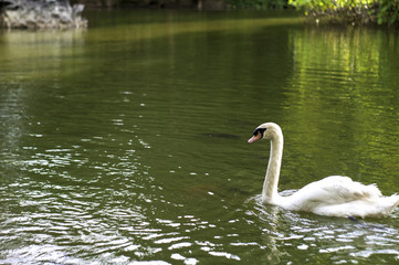 White Swan in Garden Pond
