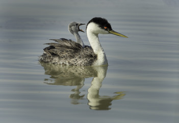 Grebe Talking