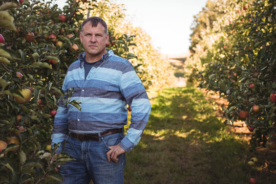 Portrait of farmer standing in apple orchard