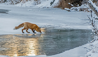 Red Fox Stops for a Drink