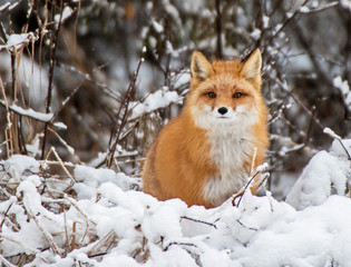 Red Fox Sitting in the Snow