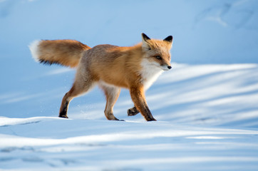 Red Fox 