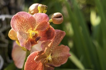 Pink Orchid Flower with Yellow Spots