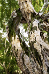 Writings on the Tree Trunk