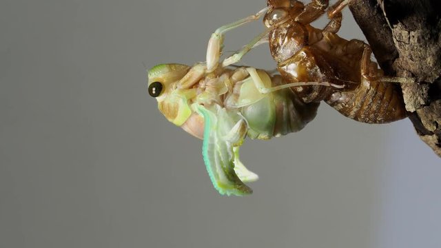 蝉の羽化 アブラゼミ