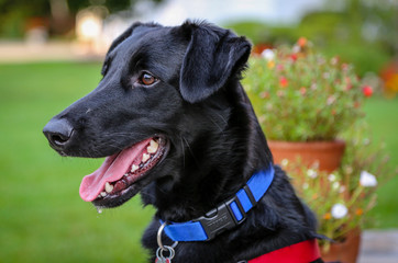 Happy black dog outdoor portrait.