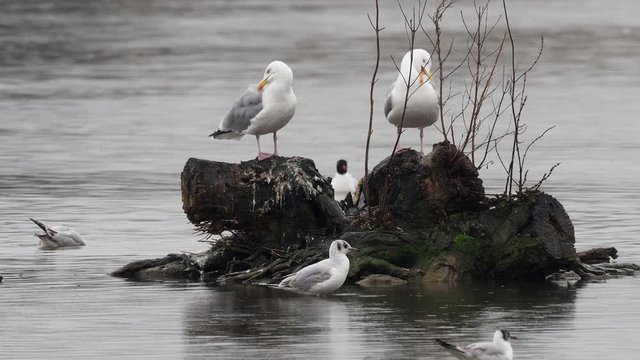 Herring gull pair  (Larus argentatus)