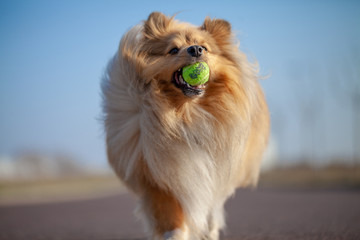 a shetland sheepdog plays with a little ball