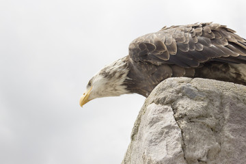 Vista de Aguila 