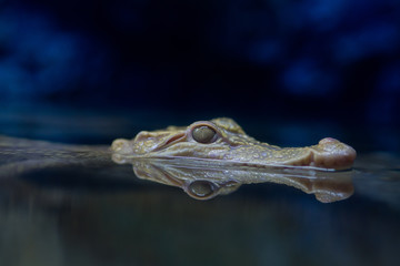 crocodile closeup eye, Alligator, Dangerous animal