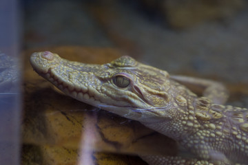 crocodile closeup eye, Alligator, Dangerous animal