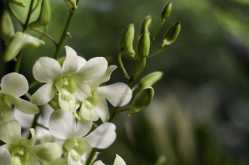 Obraz na płótnie Canvas White Orchid Flowers